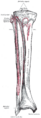Muscles of the lower leg