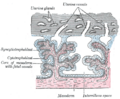 Uterine gland
