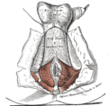 Ischioanal fossa