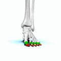 Interphalangeal joints of the foot