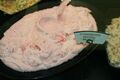 Strawberry Delight