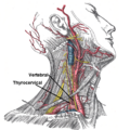Anatomy of the subclavius muscle and its relation to the subclavian artery