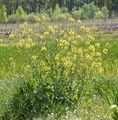 Brassica napus - Habit