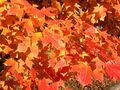 Autumn foliage