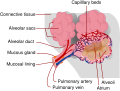 Diagram of an alveolus