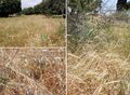 Ancient grains