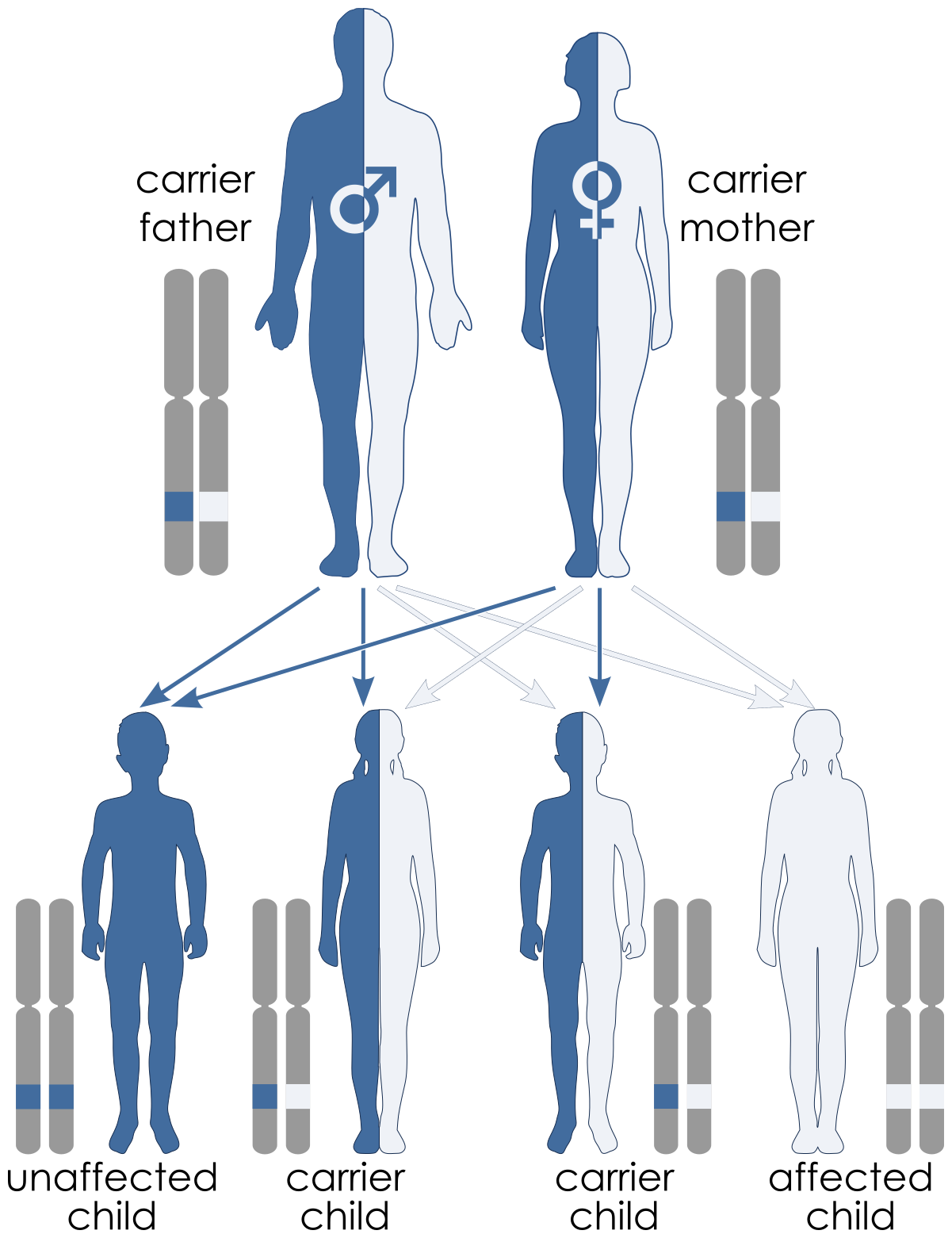 Autosomal recessive pattern