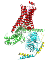 G protein-coupled receptor