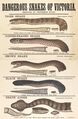 Dangerous Snakes of Victoria 1877 - Museum Victoria collection