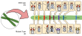 Drosophila Gene Linkage Map