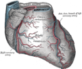 Right border of heart
