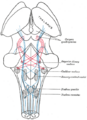 Dorsal column nuclei diagram