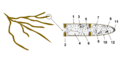 Hyphae