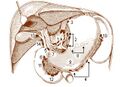 Inferior pancreaticoduodenal artery