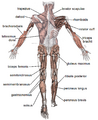 Muscle posterior labeled