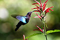 Purple-throated carib hummingbird feeding