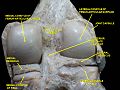 Joint_capsule