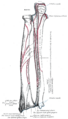 Diagram of the muscles of the forearm, including the extensor indicis.