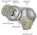 Gray's Anatomy illustration of the elbow joint
