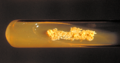 Nocardia asteroides
