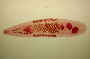 Opisthorchis felineus Korea
