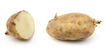Template:FP star Russet potato (Solanum tuberosum)