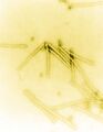 Tobacco mosaic virus