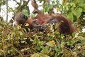 Bornean Orangutan in nest