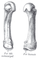 The fifth metacarpal