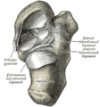 Anatomical illustration of the foot bones