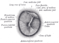Eardrum