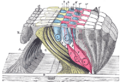 Gray's Anatomy Plate 932