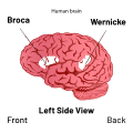 Diagram of Broca's and Wernicke's areas