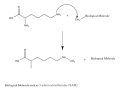 General Lysine Methylation Mechanism
