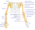 Diagram of human arm bones