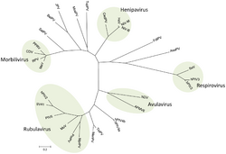 Phylogenetic tree based on the N protein sequences of selected paramyxoviruses