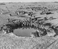 Rabbits Myxomatosis Trial Wardang Island 1938