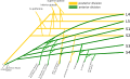 Schematic of the sacral plexus
