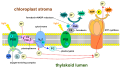Thylakoid membrane