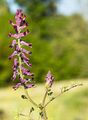 Fumaria officinalis habit