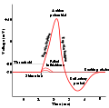 Graph of an action potential.