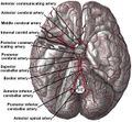 Arteries beneath the brain