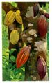 Cacao pods
