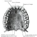 Incisive canals
