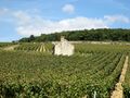 Harvest in Chablis Premier Cru Fourchaume