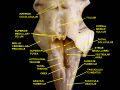 Dorsal column nuclei
