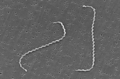 Leptospira interrogans strain RGA 01