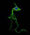 Colorized illustration of a typical neuron with labeled dendrites, axon, and synapse