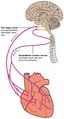 Automatic innervation