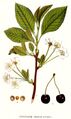 Prunus avium